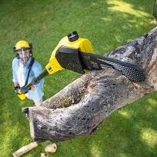 Best Tree Disease Treatment  in Black Diamond, WA