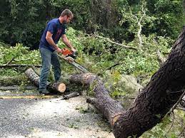 Best Commercial Tree Services  in Black Diamond, WA