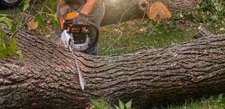 Best Root Management and Removal  in Black Diamond, WA