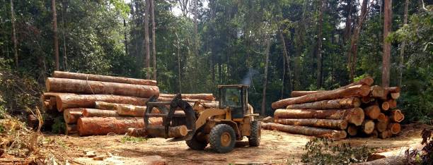 Professional Tree Care in Black Diamond, WA