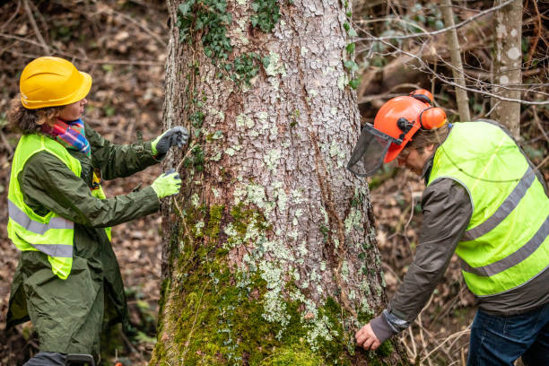 Best Stump Grinding and Removal  in Black Diamond, WA