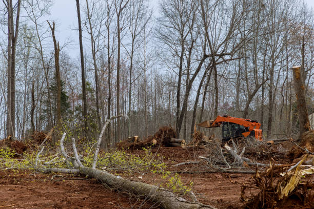 Mulching Services in Black Diamond, WA