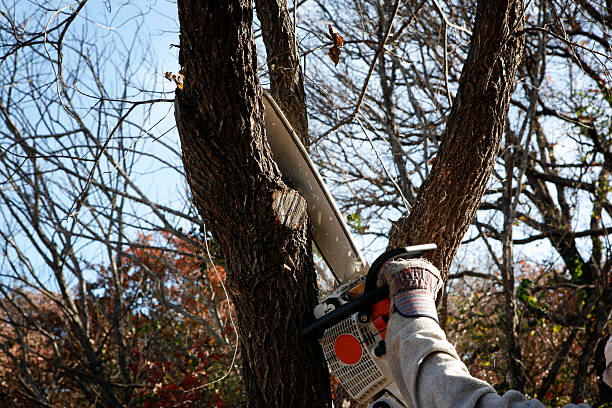 Best Tree Cabling and Bracing  in Black Diamond, WA