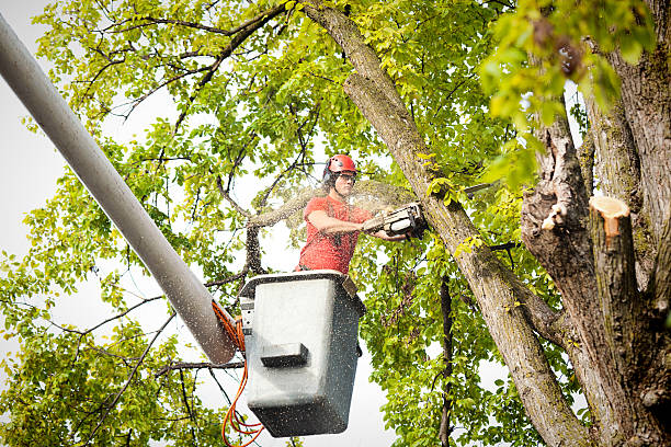 Best Aeration Services  in Black Diamond, WA