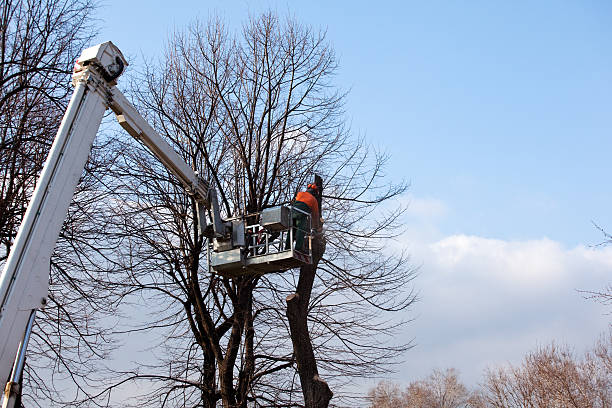 Best Tree Health Inspection  in Black Diamond, WA