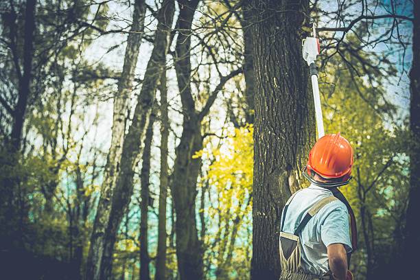 Best Tree Risk Assessment  in Black Diamond, WA