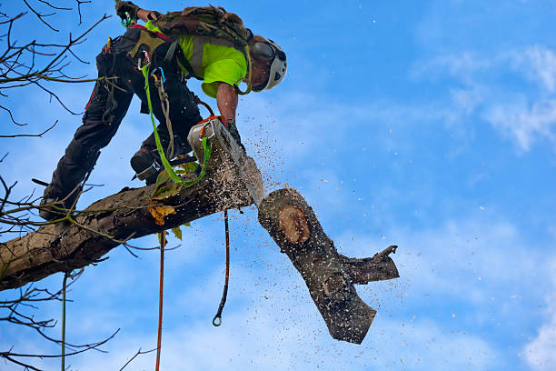 How Our Tree Care Process Works  in  Black Diamond, WA