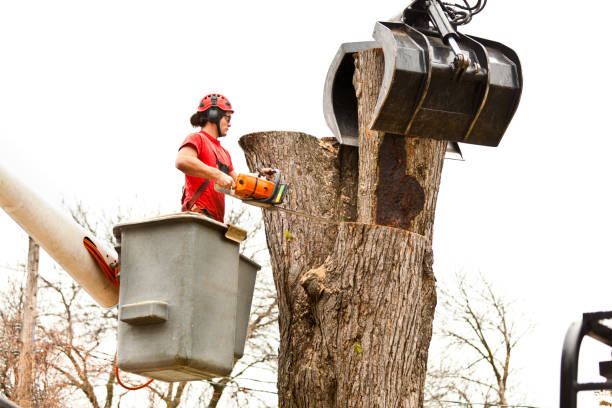  Black Diamond, WA Tree Care Pros