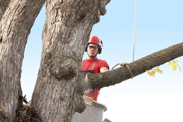 Best Emergency Tree Removal  in Black Diamond, WA